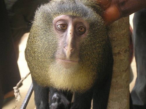 New monkey species